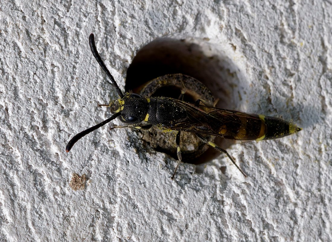 /Sapyga clavicornis, hlava a tykadla samičky.