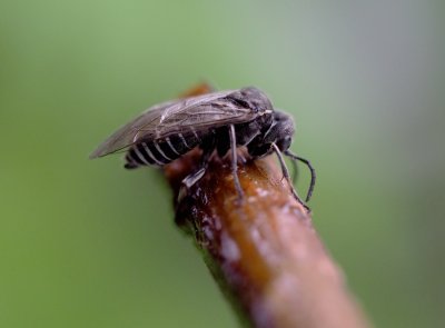 Sciapteryx consobrina - pilatka jarní