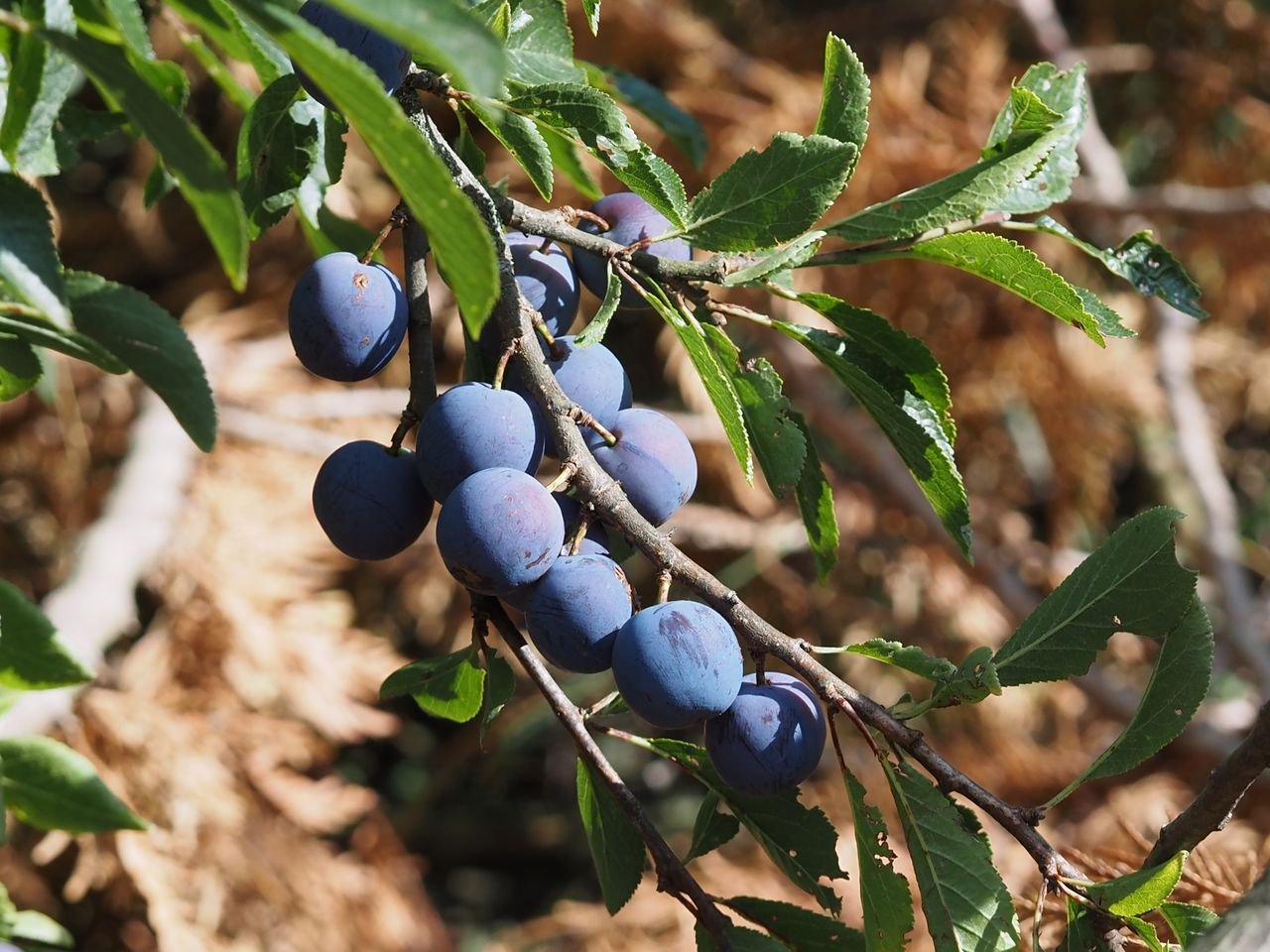 /Vzájemným zkřížením mnoha odrůd slivoní vznikají v divokých porostech i modře zbarvené plody.