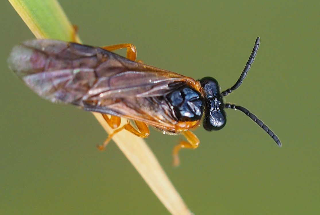 /Selandria melanosterna, detail tykadel.