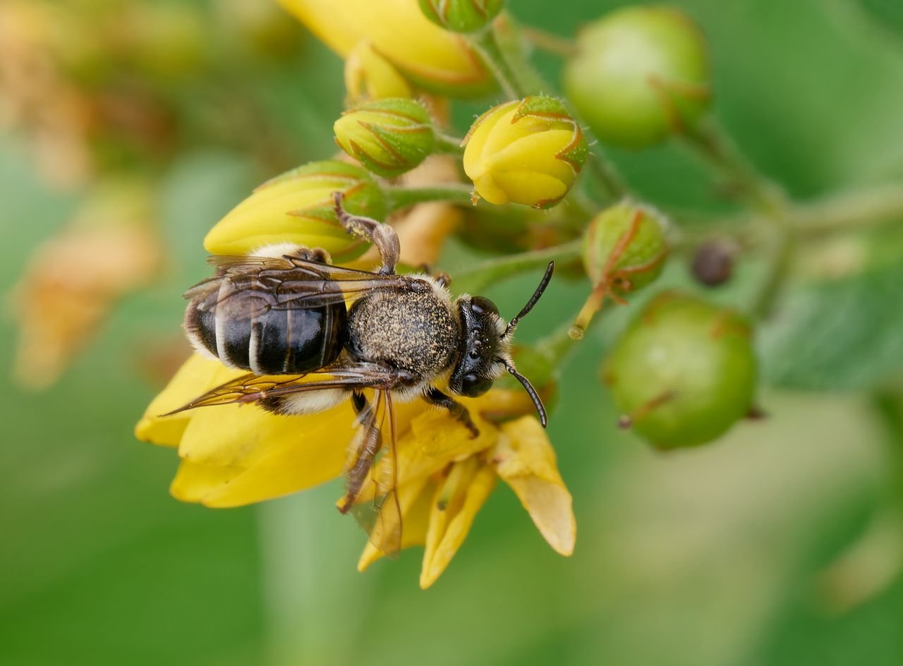 /Olejnice vrbinová, samička shora. Foto Radim Herman