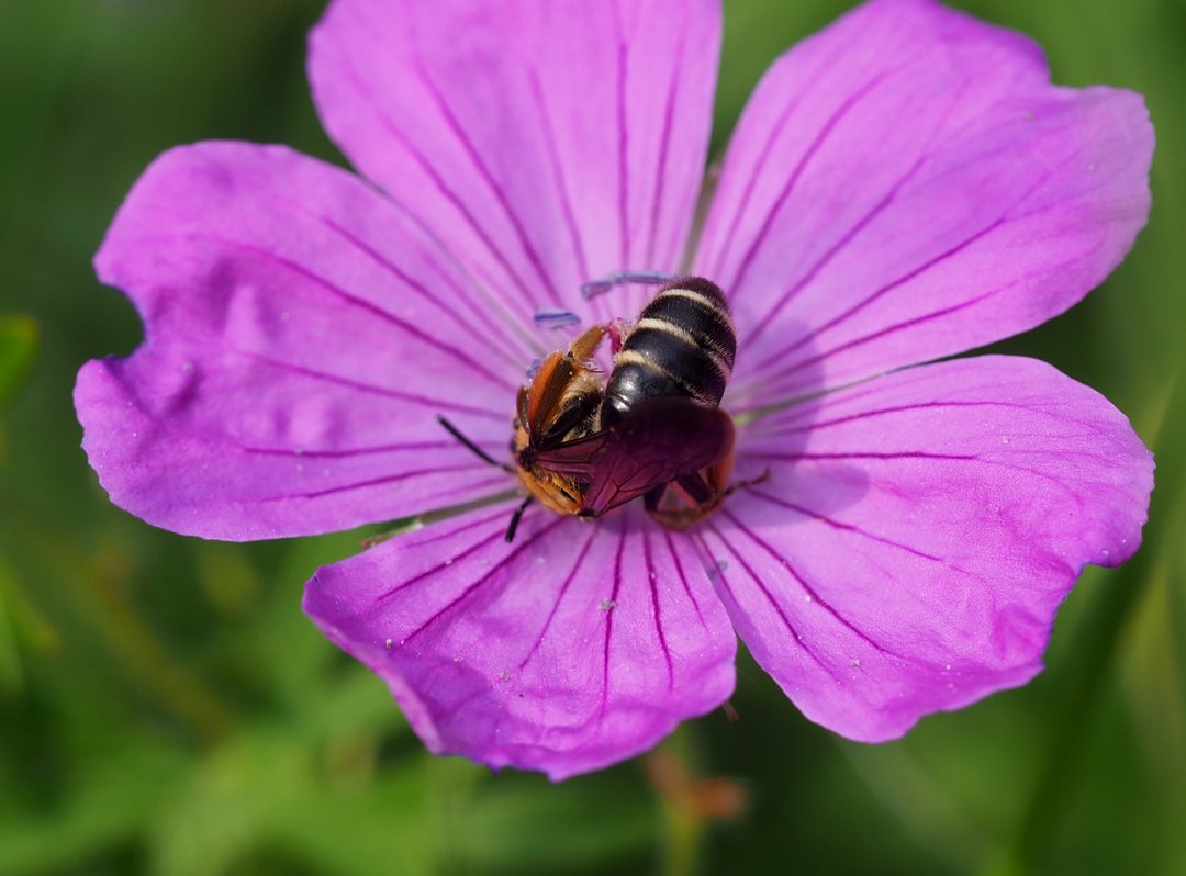 /Andrena curvungula, zadeček. /Andrena curvungula, zadeček.