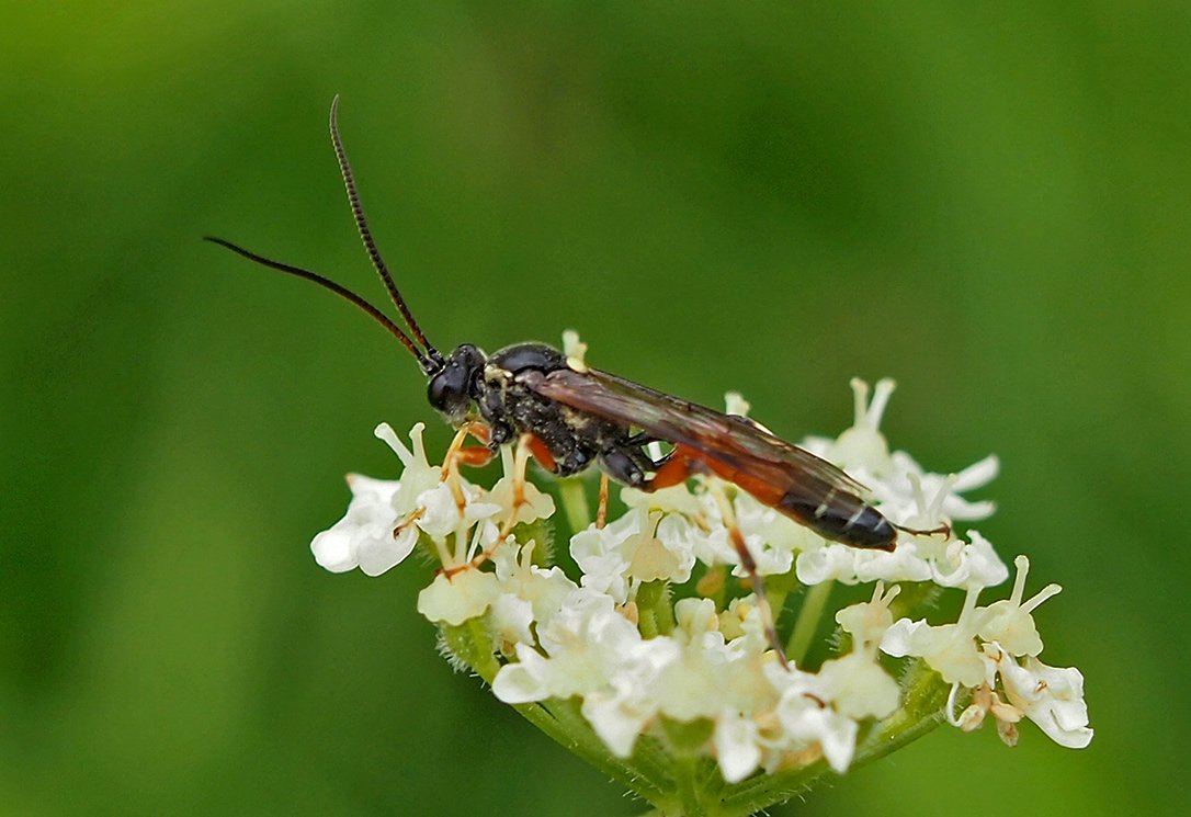 /Lumek Ctenichneumon panzeri fotografovaný v srpnu.
