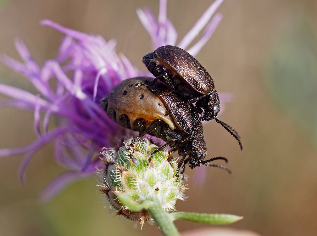 /Dvojice brouků Galeruca pomonae.