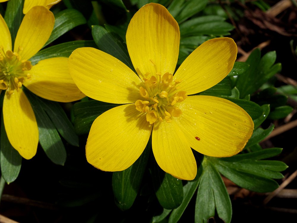 /Talovín, mladý květ. /Talovín, mladý květ.