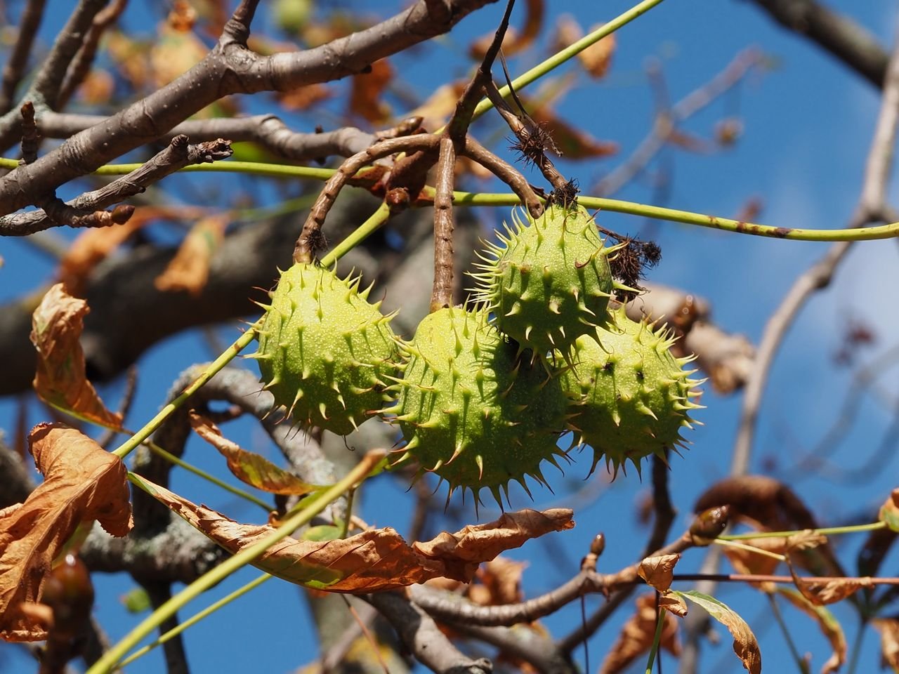 /Jírovec maďal. Na začátku září mají některé stromy všechny listy uschlé.
