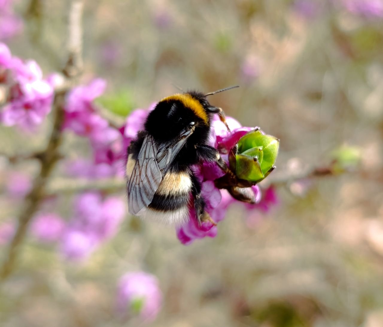 /Na květech lýkovce saje nektar čmelák hájový. Foto Michaela Hlavatá