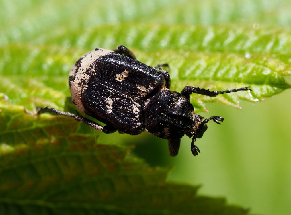 /Brouk Valgus hemipterus.
