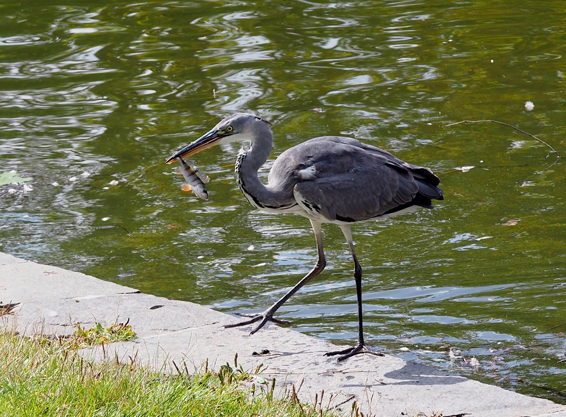 /Volavka drží úlovek v zobáku.