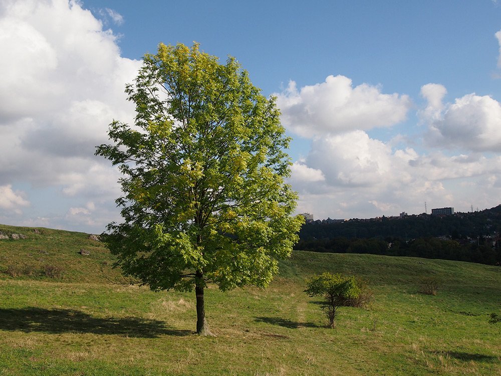 /Jasan a řešetlák v travnaté ploše nad skálou. /Jasan a řešetlák v travnaté ploše nad skálou.