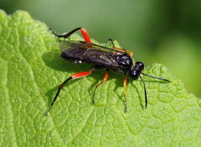 Macrophya diversipes  -  pilatka