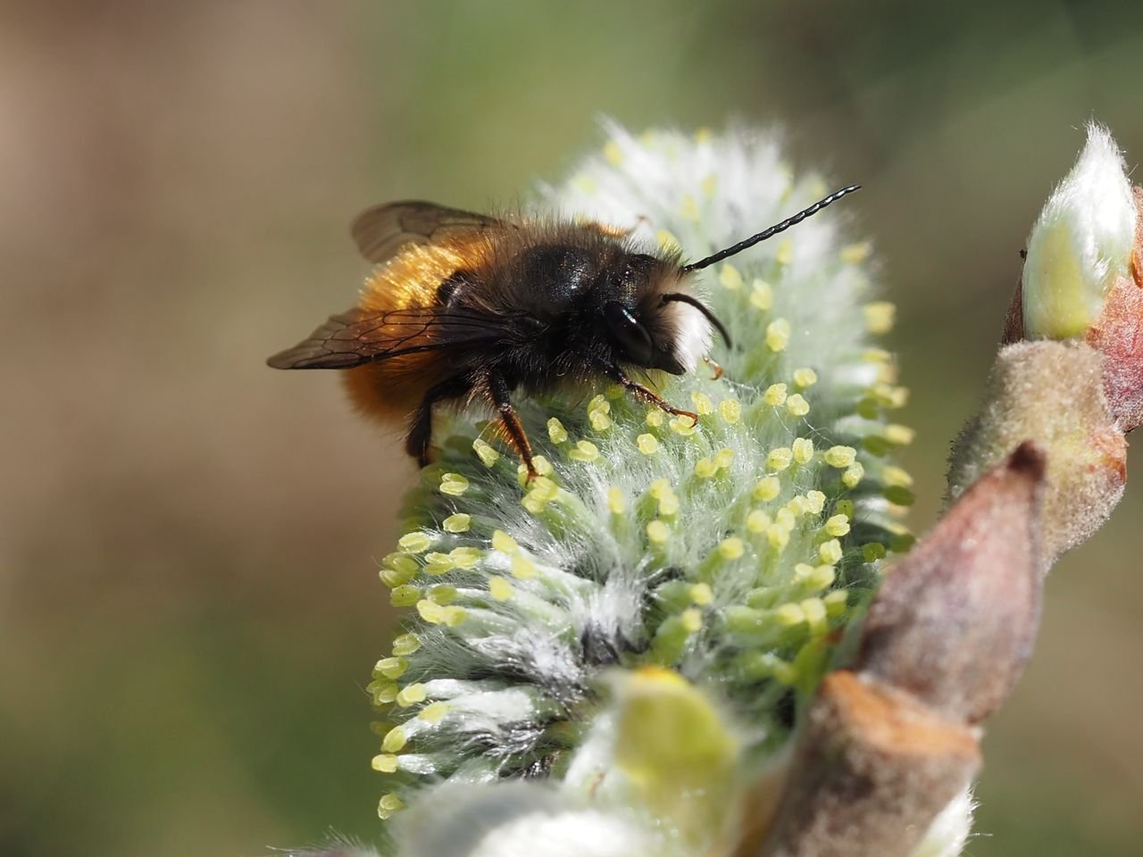 /Zednice rohatá, sameček se po námaze musí na jívě pořádně nasytit.