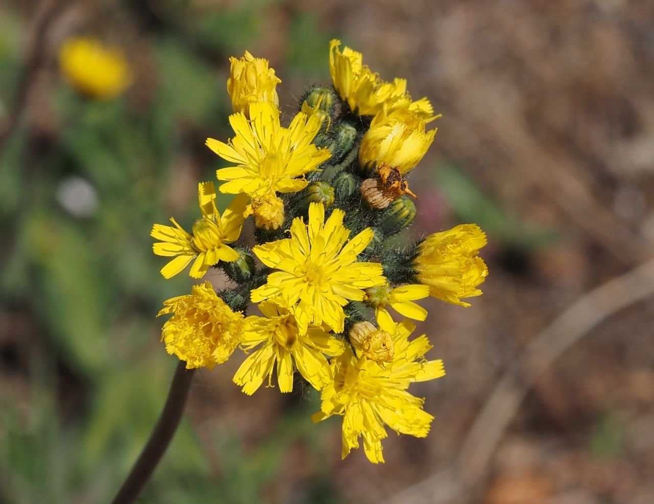 /Pilosella bauhini - květy.