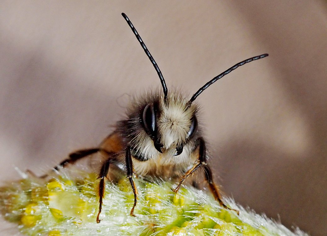 /Osmia cornuta, sameček hlava.