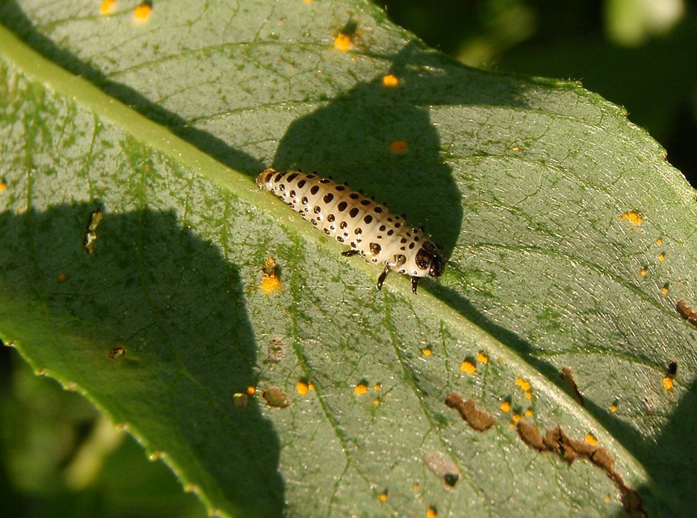 /Mandelinka topolová, starší larva na listu vrby, fotografovaná z boku.