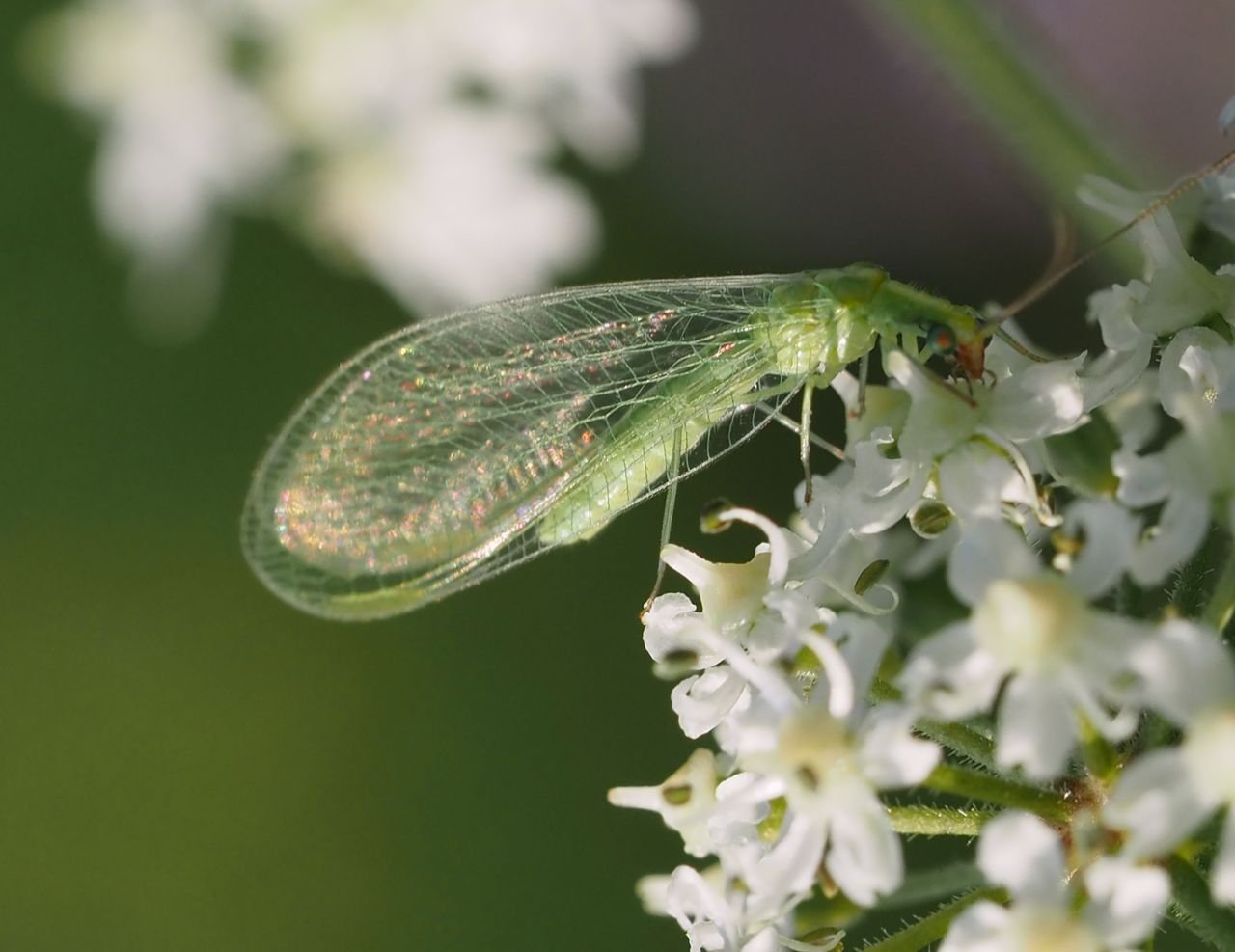 /Zlatoočka obecná, červenec 2025.