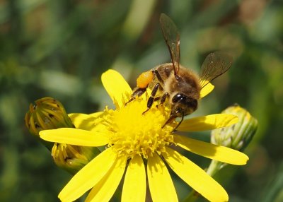 V prvním listopadovém týdnu bylo neobvyklé teplo a slunečno.