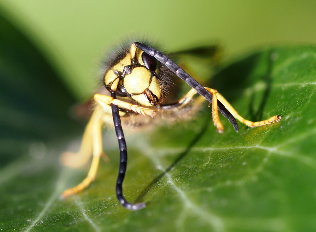 /Vespula germanica, sameček si čistí tykadla. /Vespula germanica, sameček si čistí tykadla.