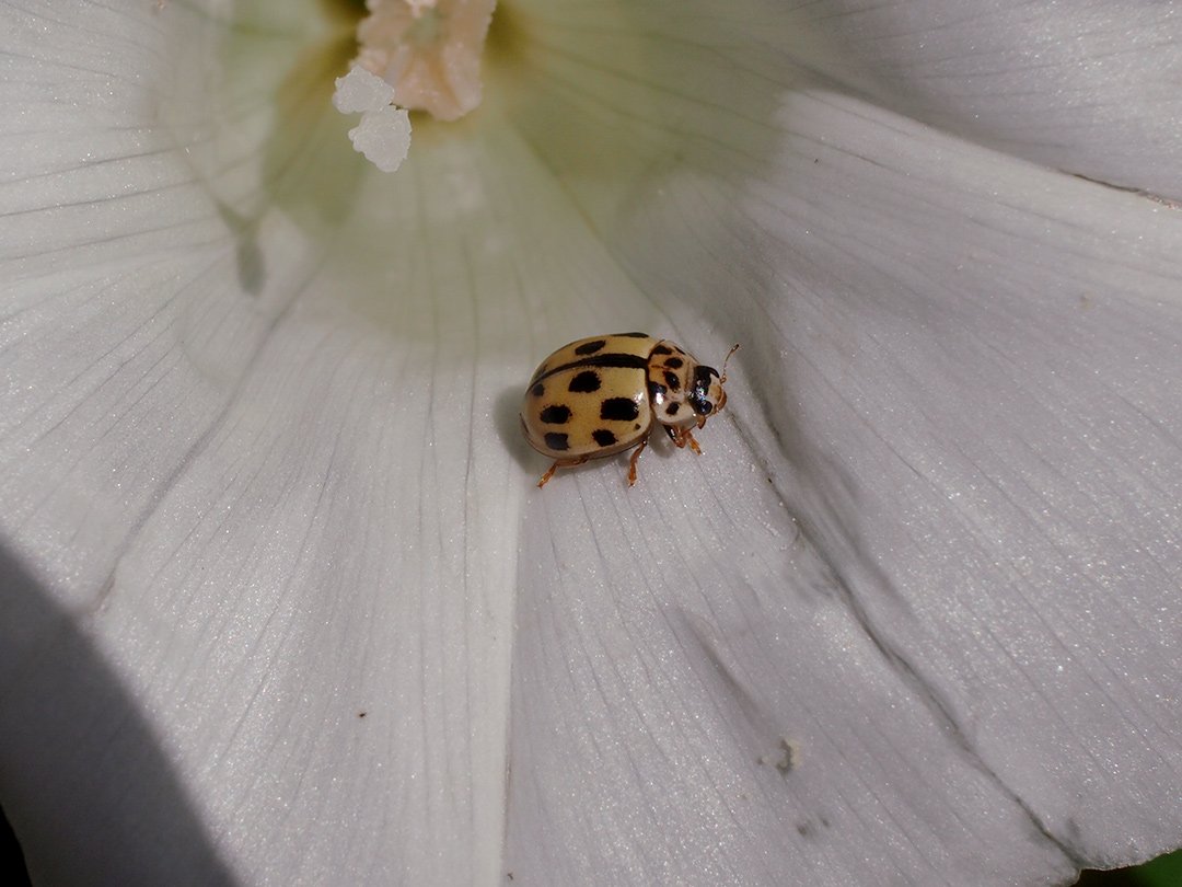 /Slunéčko Propylea quatuordecimpunctata.