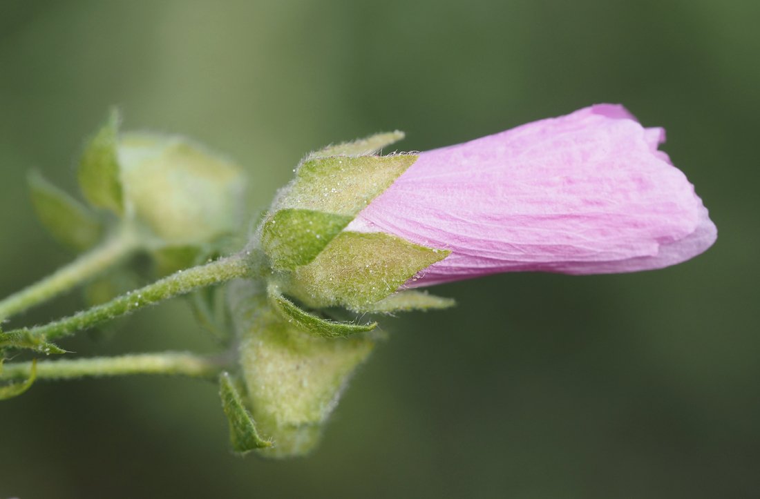 /Malva alcea - na odkvétajícím zavřeném květu je dobře vidět květní kalich a kalíšek. /Malva alcea - na odkvétajícím zavřeném květu je dobře vidět květní kalich a kalíšek.