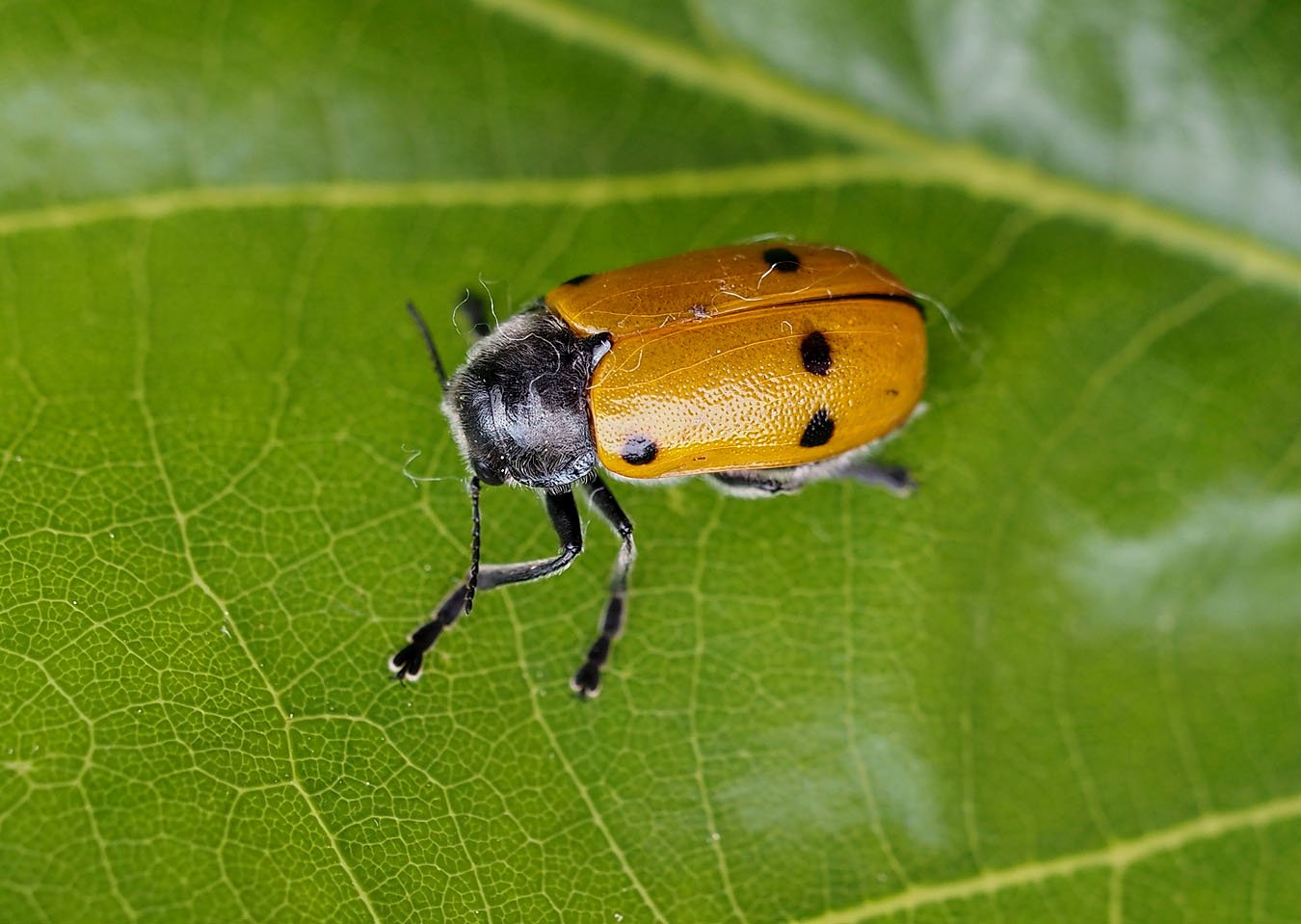 /Brouk Lachnaia sexpunctata, samička.