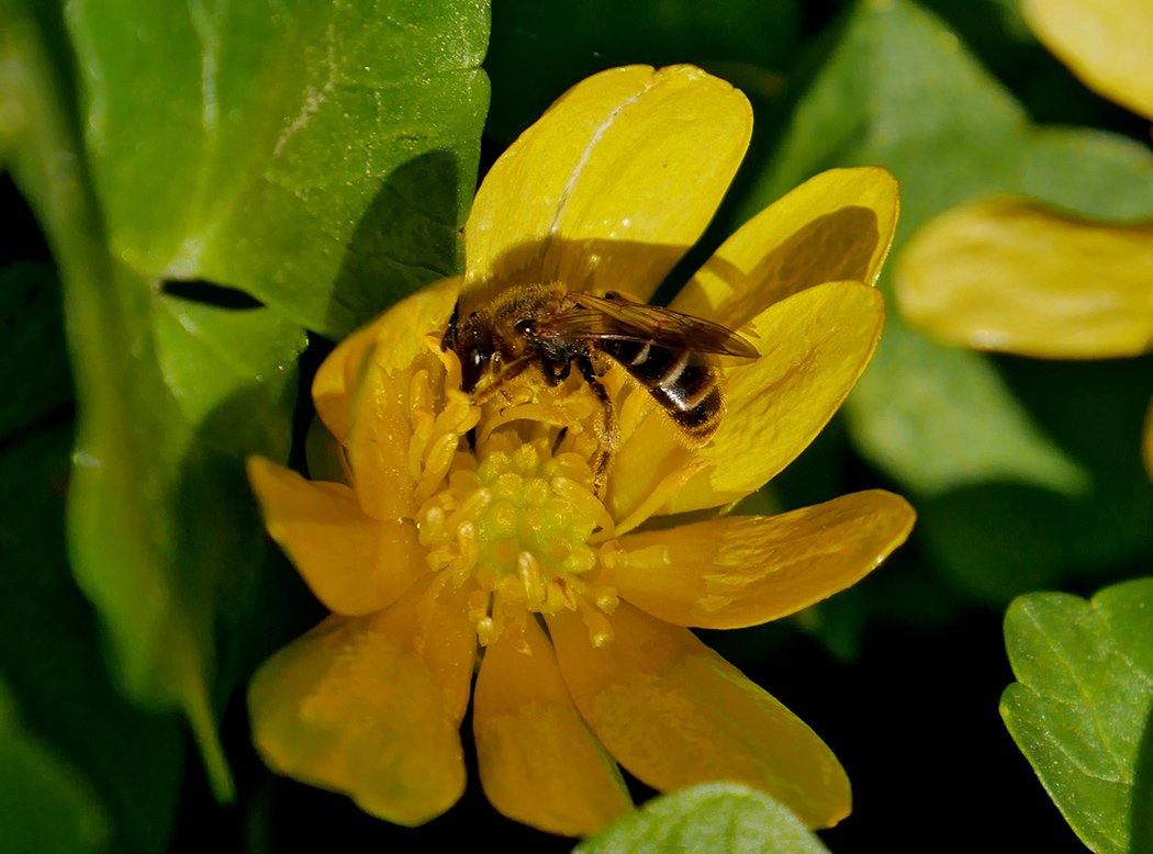 /Ploskočelka rodu Lasioglossum.