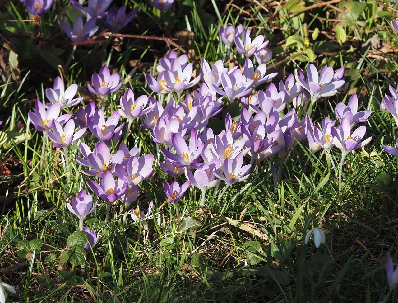 /Šafrán Tommasiniho, skupina rozkvetlých rostlin.