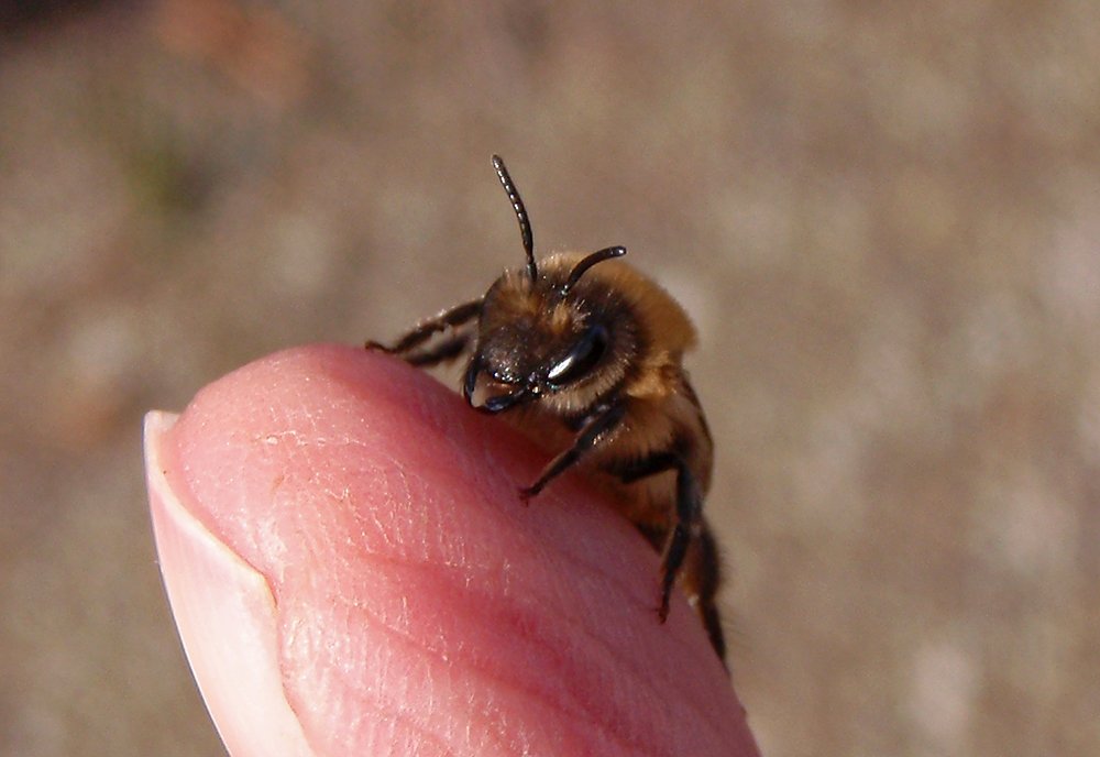 /Hedvábnice jarní při fotografování na ruce, samička, jsou vidět kusadla.