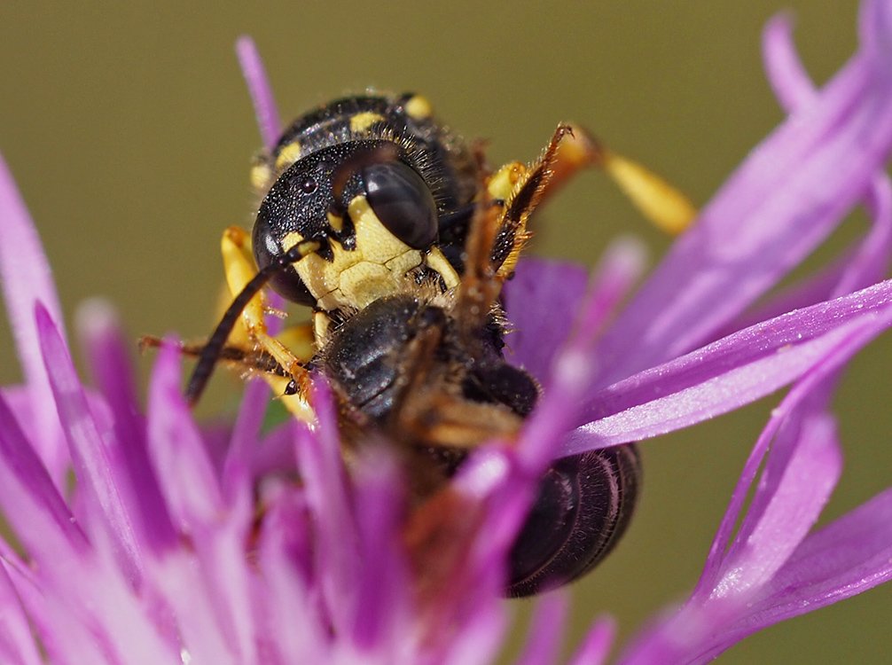 /Uzlatka ulovila ploskočelku. /Uzlatka ulovila ploskočelku.
