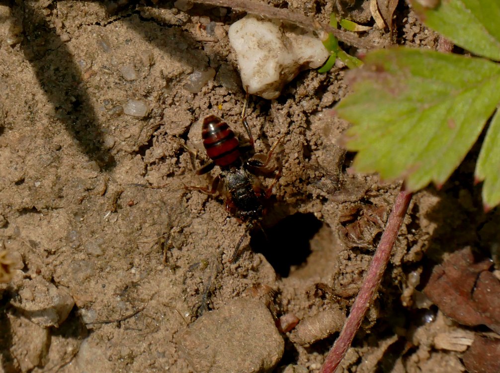 /Nomada fuscicornis hledá hostitele.