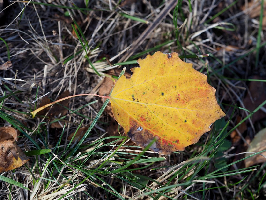 /Spadlý list osiky v podzimním zbarvení.
