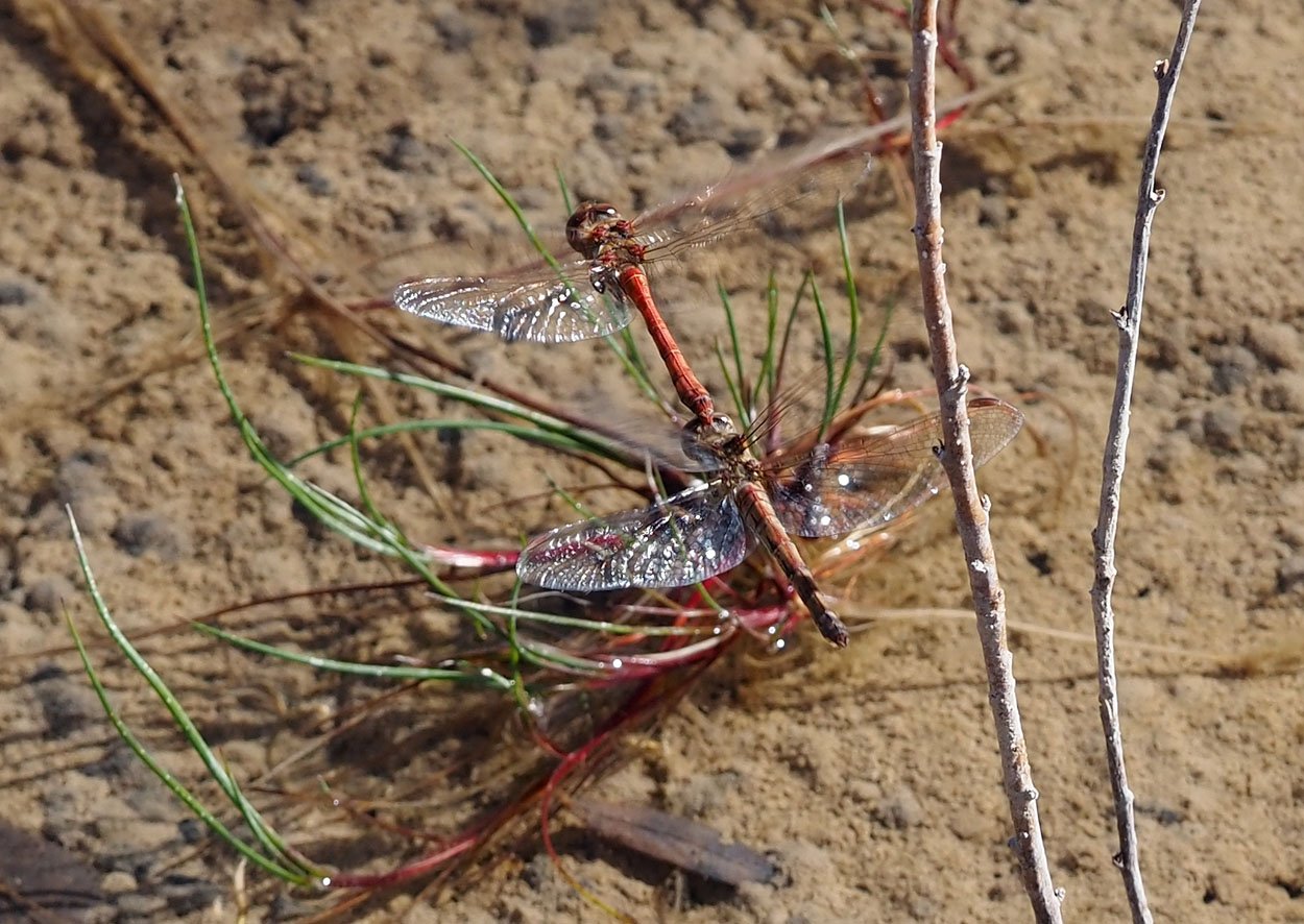 /Vážka rudá, kladení vajíček do mělkého jezírka.