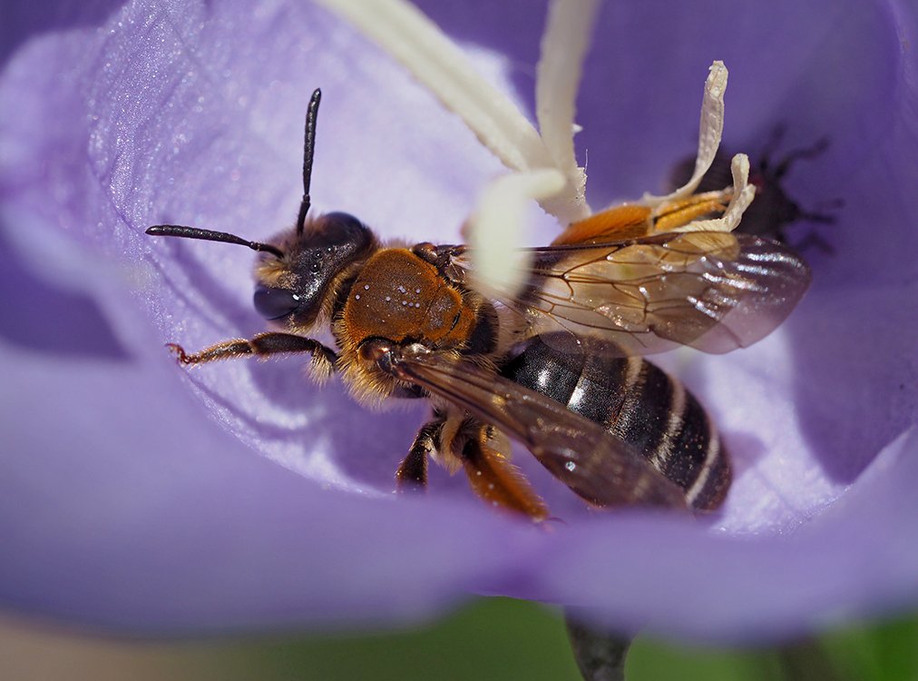 /Andrena curvungula, zobrazený zadeček.