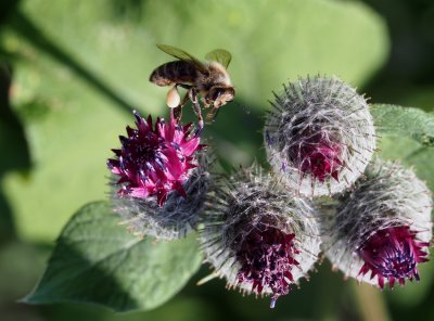 Včely medonosné v létě vychovávají mladou generaci včel, která bude žít až do jara.