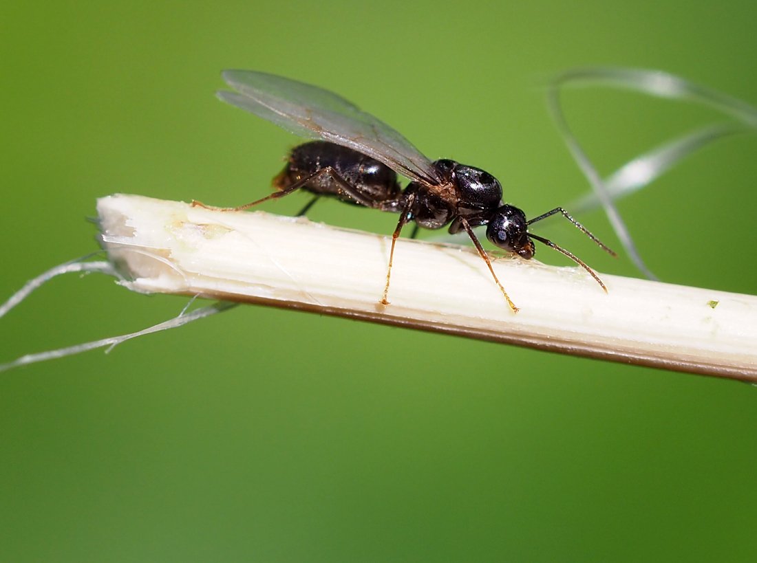 /Mravenec Lasius niger, foto z boku.