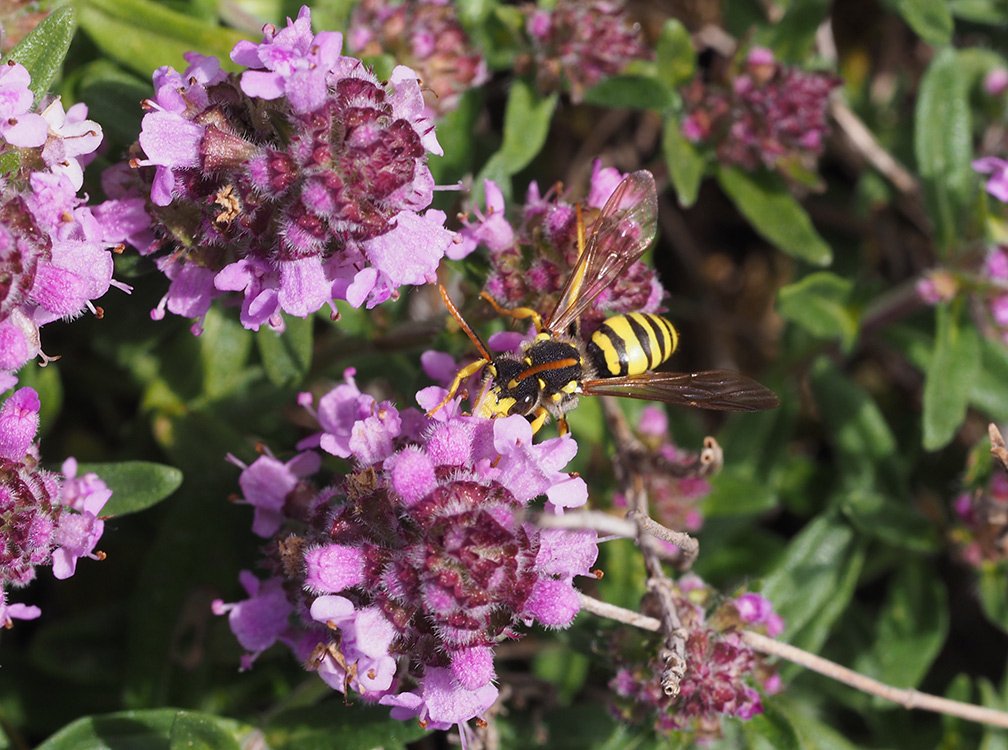 /Mateřídouška s nomádou.