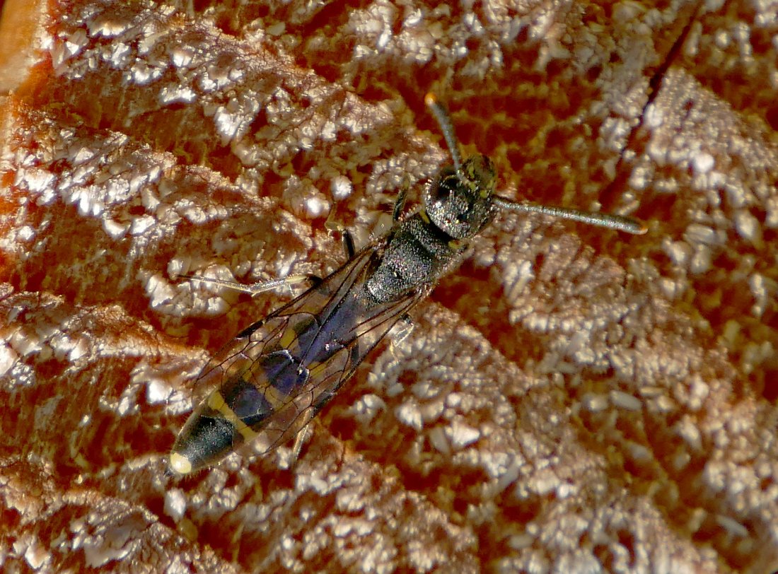 /Sapyga clavicornis, samička sedí na hrubě uříznutém dřevě. /Sapyga clavicornis, samička sedí na hrubě uříznutém dřevě.
