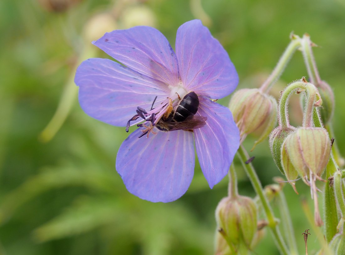 /Halictus rubicundus, samička.