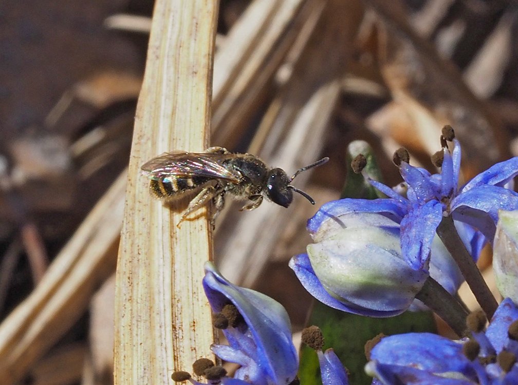 /Ploskočelka u ladoňky s poškozenými prašníky.
