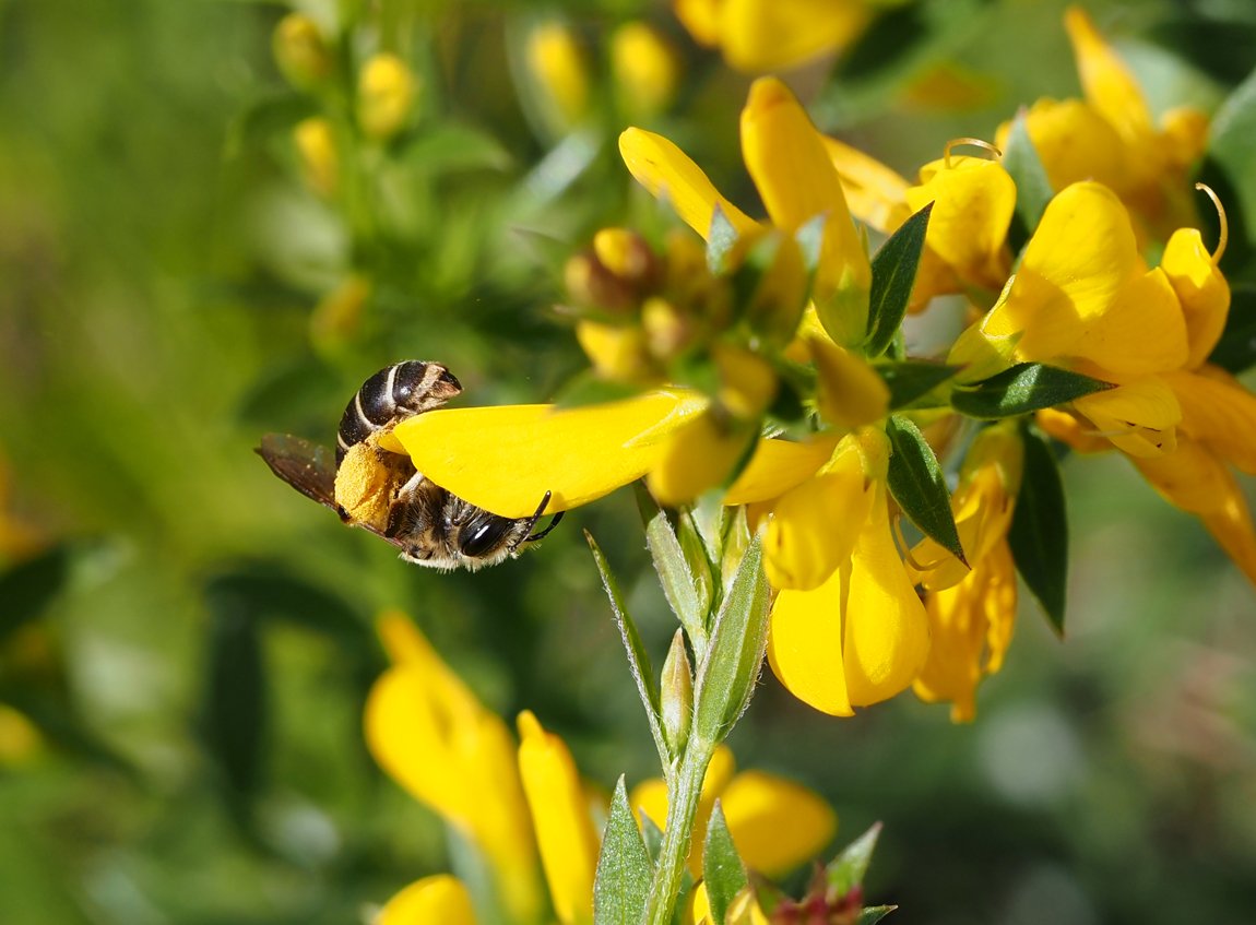 /Andrena ovatula saje nektar z kvítku kručinky.