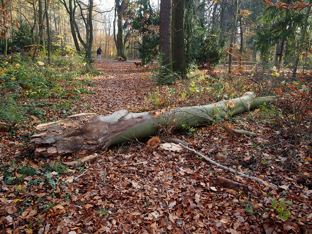 /Odlomená větev z vysokého buku. /Odlomená větev z vysokého buku.