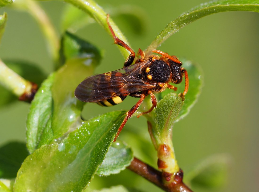 /Nomada ryšavá (Nomada lathburiana) na jaře 2022.