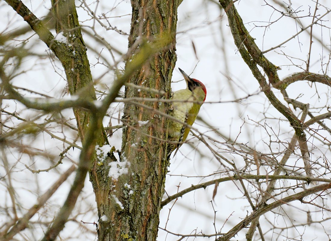 /Žluna zelená na kmenu akátu.