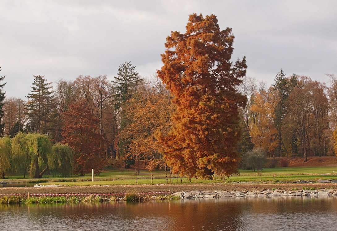 /Tisovec na ostrově ve Stromovce. /Tisovec na ostrově ve Stromovce.