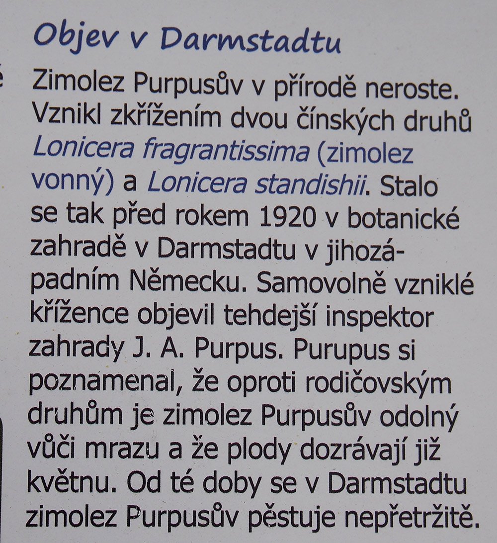 /Zimolez Purpusův, popis na ceduli v Botanické zahradě.