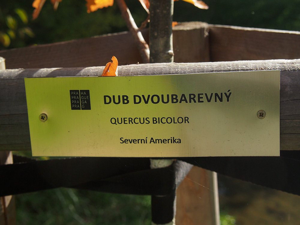 /Cedulka se jménem dubu.