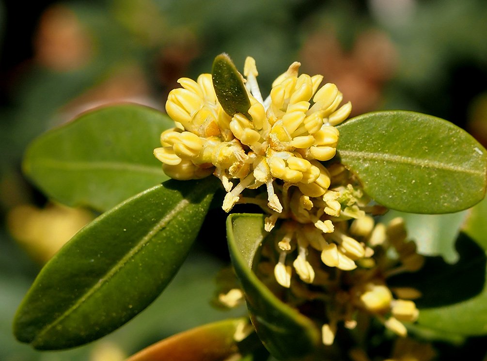 /Buxus, květy v detailu.