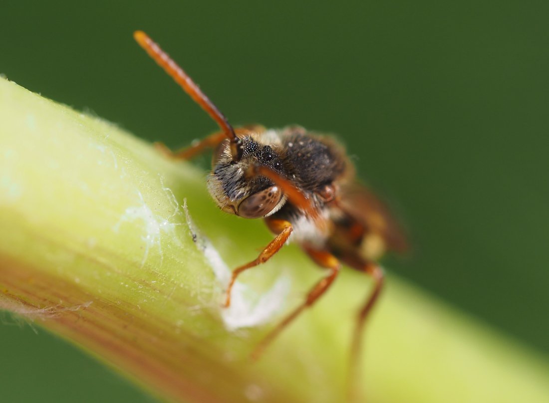 /Nomada flava, portrét. /Nomada flava, portrét.