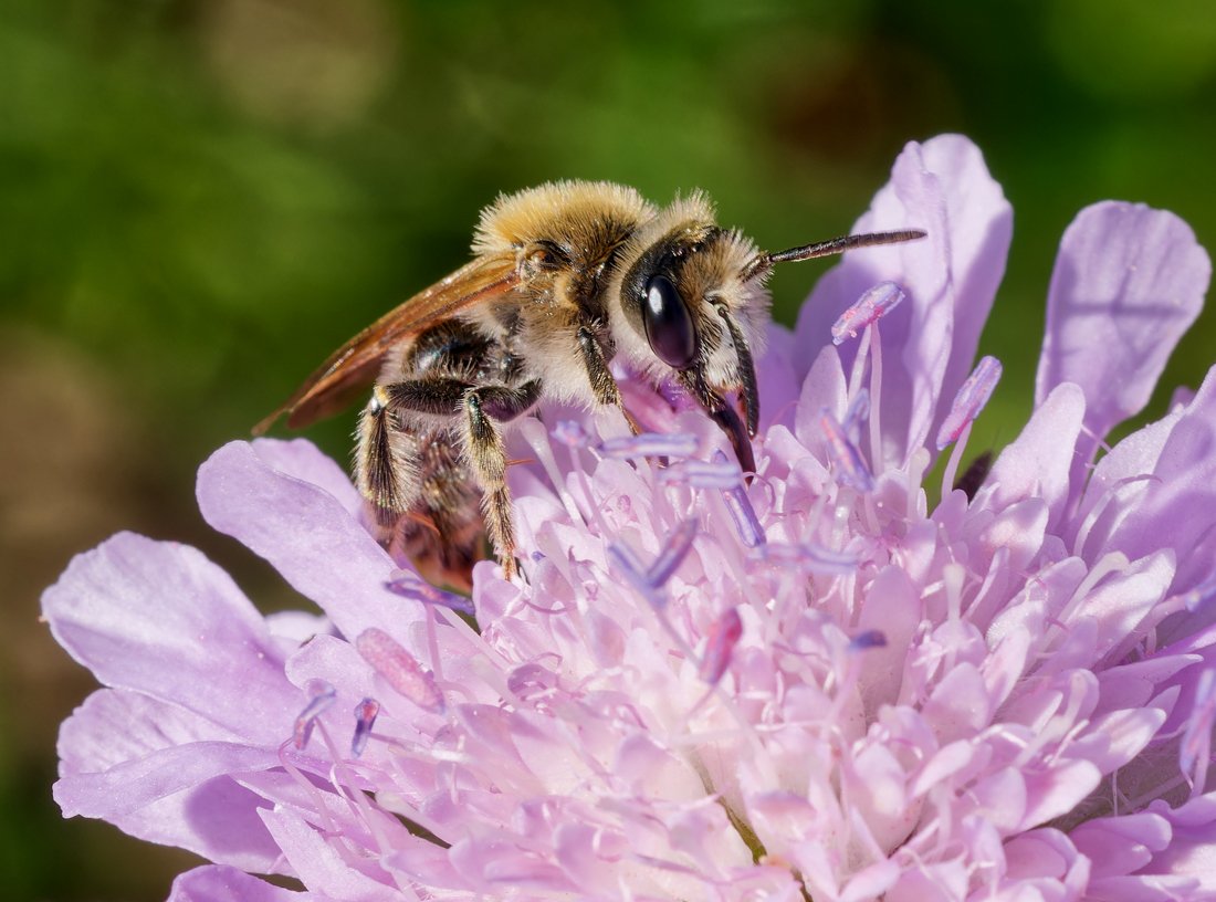 /Andrena hattorfiana, sameček saje nektar z kvítků chrastavce.