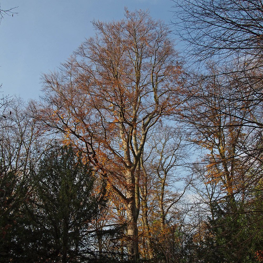 /Vrcholové větve mohutného buku.
